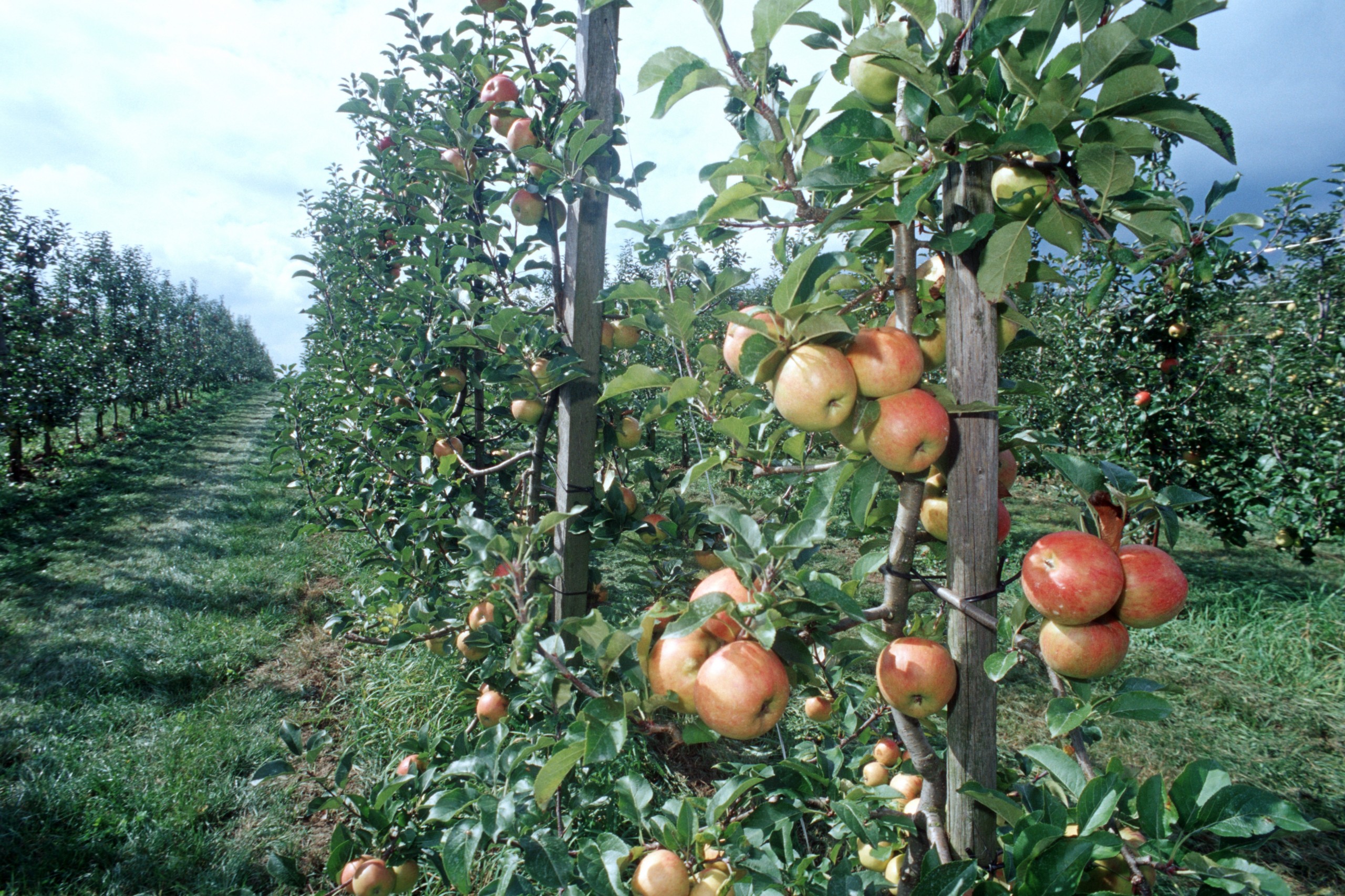 Herzlich Willkommen bei organicXseeds - Nationalen Datenbank fr  kologisches Pflanzenvermehrungsmaterial (PVM) in Belgien